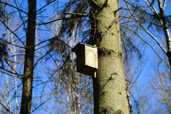 Bird protection concept: low angle view on wooden birdhouse at pine tree in german forest in spring against blue sky - Germany