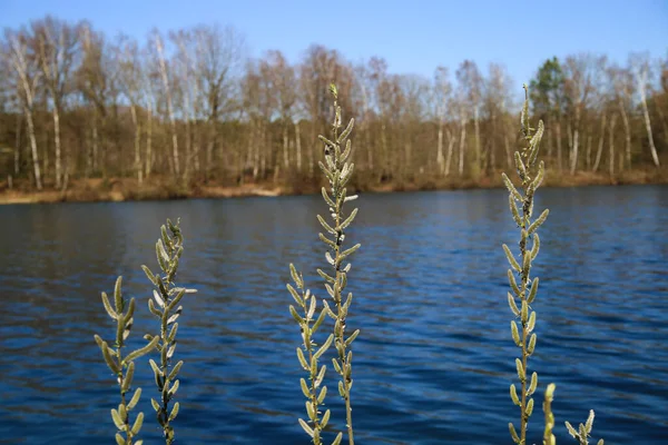 Vista Além Catkins Idílico Lago Alemão Com Árvores Nuas Primavera — Fotografia de Stock