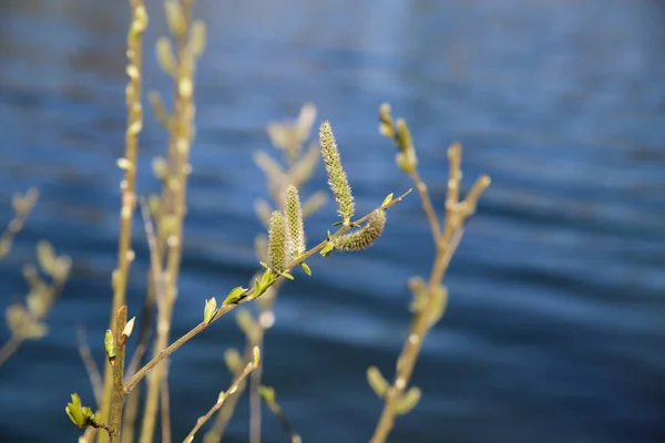 Nahaufnahme Isolierter Erster Flauschiger Knospen Kätzchen Der Sitka Kreuzblume Sanguisorba — Stockfoto