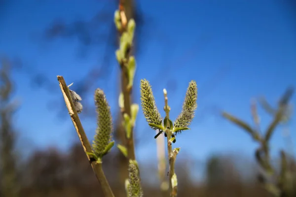 Close Isolated First Fluffy Buds Catkins Sitka Burnet Wildflower Sanguisorba — Stock Photo, Image