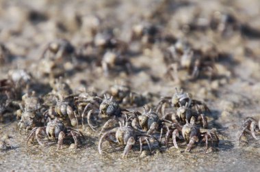 Binlerce minik kum baloncuğu yengeci sahilden tropikal ada Ko Lanta 'daki suya akın eder.