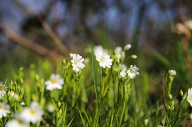 İlkbaharda ilk renk noktaları: Ahşap şakayık çiçekleri (nemorosa) beyaz çiçekleri kapalı bulanık arka plan, (merkezin çiçek sol odak)