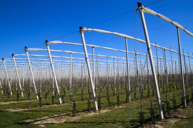 Genç elma ağaçlarının meyve ekiminde büyümesi için açık seraya bakın. Baharda mavi gökyüzüne karşı kutuplarda koruma ağı - Viersen, Almanya