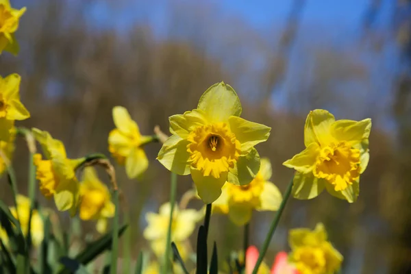 Narcissus Pseudonarcissus 가까이 나무들 과푸른 — 스톡 사진