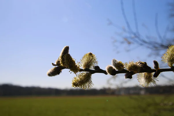 Close Isolated Willow Branch Catkins Blue Sky Rural Landscape Background — Stock Photo, Image