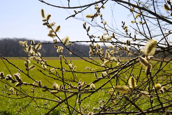 Close Isolated Willow Branch Catkins Blue Sky Rural Landscape Background — Stock Photo, Image