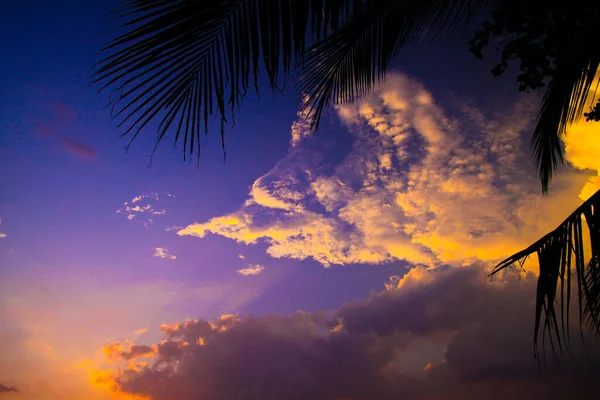 夕日の間に黄色のオレンジ色に照らされた白い積雲の上にヤシの木の葉の黒いシルエットを超えて見る Lanta Thailand — ストック写真