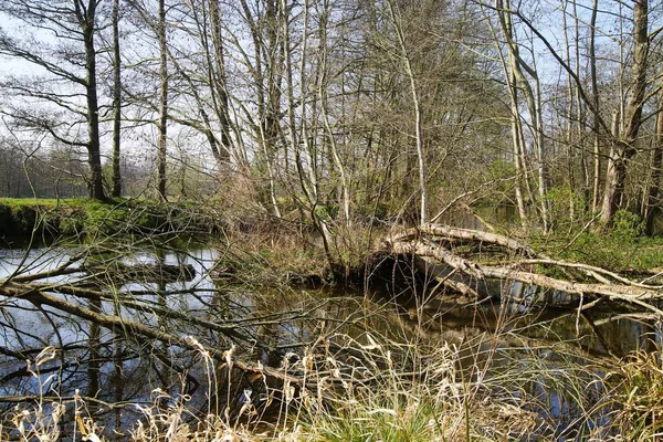 Vista Para Além Das Árvores Nuas Rio Schwalm Primavera Alemanha — Fotografia de Stock