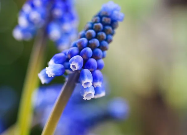 Macro Close Του Μπλε Απομονωμένη Κεφάλι Λουλούδι Θολή Φόντο Επιλεκτική — Φωτογραφία Αρχείου