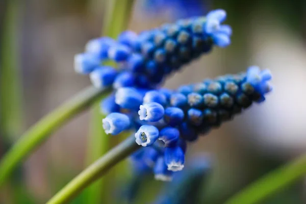 Macro Close Του Μπλε Απομονωμένη Κεφάλι Λουλούδι Θολή Φόντο Επιλεκτική — Φωτογραφία Αρχείου