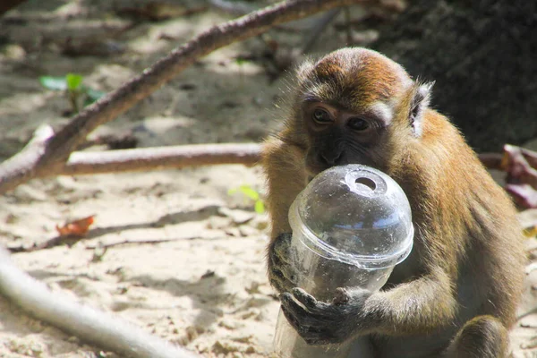 Primer Plano Del Mono Macaco Aislado Sosteniendo Una Taza Plástico — Foto de Stock