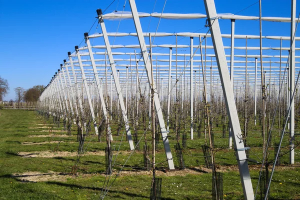 Widok Otwartą Szklarnię Dla Wzrostu Młodych Jabłoni Plantacji Owoców Siatką — Zdjęcie stockowe