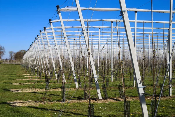 Vue Sur Serre Ouverte Pour Croissance Jeunes Pommiers Sur Une — Photo