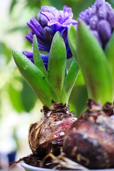Квіти Пурпурової Квітки Зеленим Листям Hyacinthus Orientalis — стокове фото