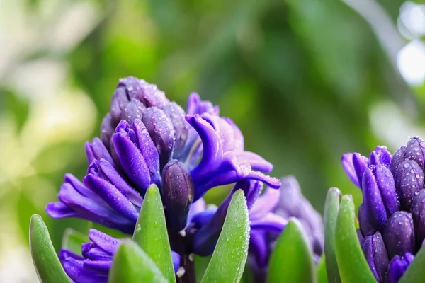 Makro Gros Plan Fleur Pourpre Avec Des Feuilles Vertes Hyacinthus — Photo