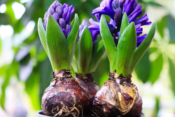 Makro Primer Plano Flor Púrpura Flor Con Hojas Verdes Hyacinthus — Foto de Stock