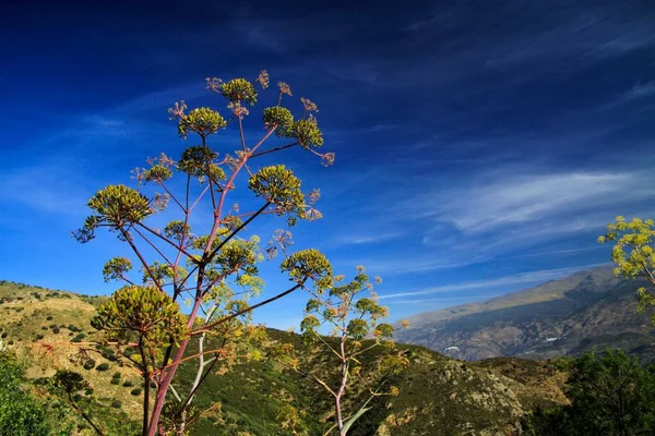İspanya 'nın Endülüs eyaletinde, Sierra Nevada' da mavi gökyüzünün altındaki bir dağın tepesinden vadiye manzara