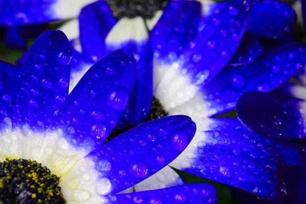 Makro Close Isolated Blue White Flower Blossoms Water Drops Cineraria — Stock Photo, Image