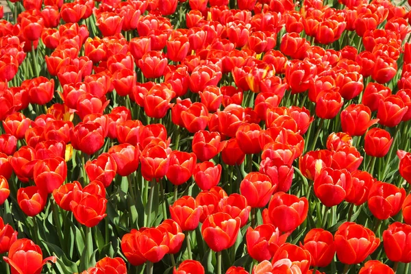 Pohled Shora Nespočet Jasně Červených Tulipánů Poli Německé Pěstitelské Farmy — Stock fotografie