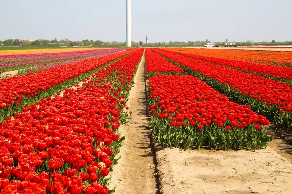 Pohled Řady Červených Tulipánů Poli Německé Pěstitelské Farmy Nespočetnými Tulipány — Stock fotografie