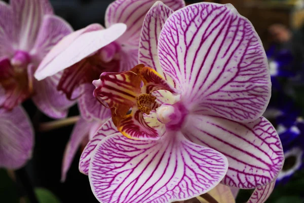 Makro Közelkép Izolált Rózsaszín Fehér Orchidea Virág Szelektív Összpontosít Csúcsa — Stock Fotó