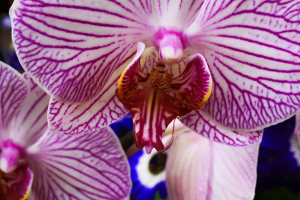 Makro Közelkép Izolált Rózsaszín Fehér Orchidea Virág Szelektív Összpontosít Csúcsa — Stock Fotó