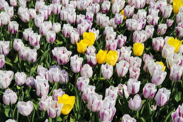 Vista Dall Alto Innumerevoli Tulipani Gialli Rosa Bianchi Sul Campo — Foto Stock