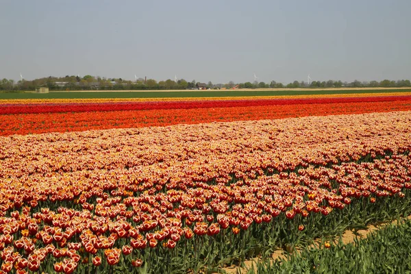 Pohled Řady Barevných Tulipánů Poli Německé Pěstitelské Farmy Nespočetnými Tulipány — Stock fotografie
