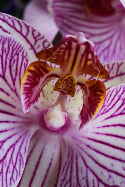 Makro Közelkép Elszigetelt Rózsaszín Fehér Orchidea Virág Szelektív Fókusz Sárga — Stock Fotó