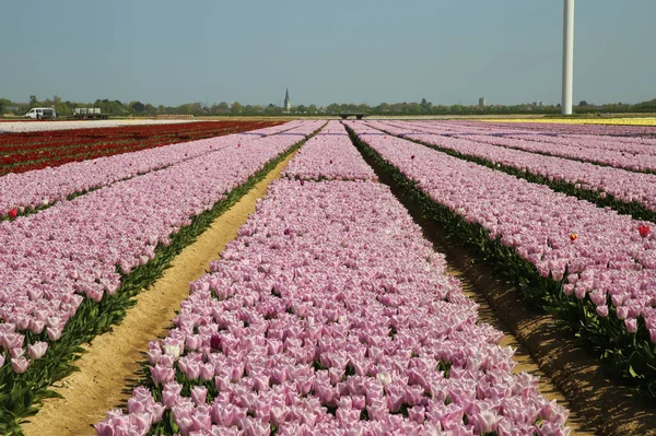Blick Auf Rosa Tulpenreihen Auf Feld Des Deutschen Anbaubetriebs Mit — Stockfoto
