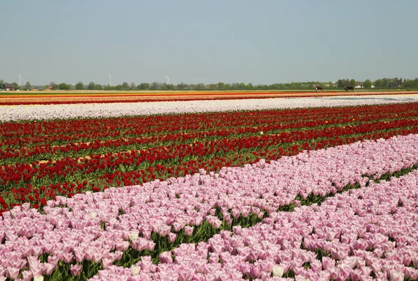 Vista Sobre Hileras Tulipanes Rosados Rojos Campo Cultivo Alemán Con — Foto de Stock