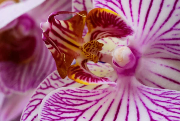 Makro Közelkép Elszigetelt Rózsaszín Fehér Orchidea Virág Szelektív Fókusz Sárga — Stock Fotó