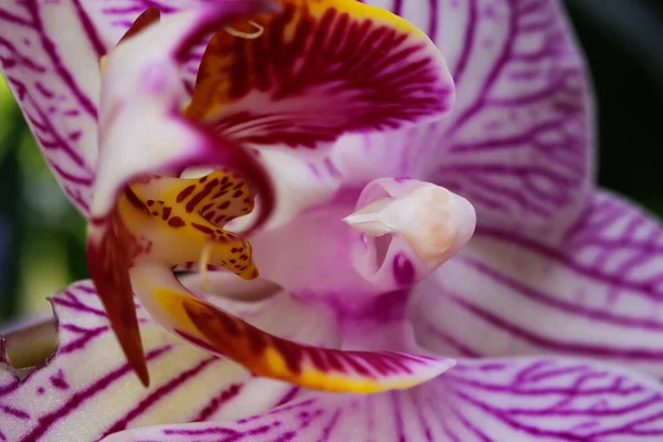 Makro Közelkép Izolált Rózsaszín Fehér Orchideavirág Szelektív Fókusz Sárga Oszlop — Stock Fotó
