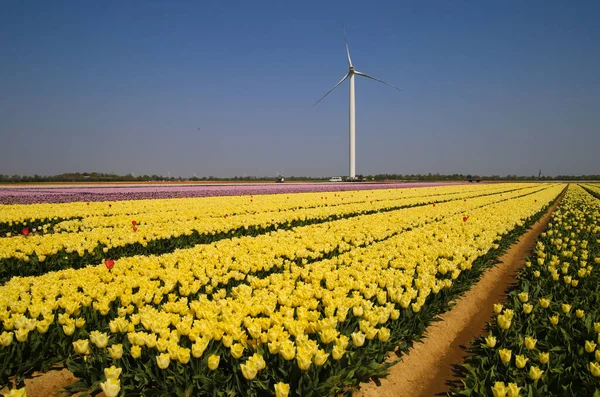 Vista Sobre Hileras Tulipanes Amarillos Campo Cultivo Alemán Con Innumerables —  Fotos de Stock