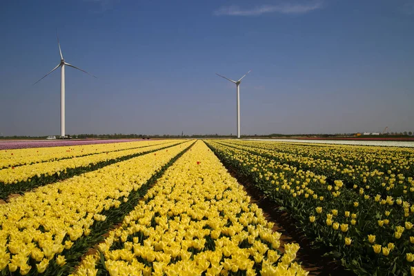 Vista Sobre Hileras Tulipanes Amarillos Campo Cultivo Alemán Con Innumerables —  Fotos de Stock