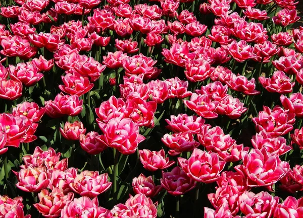 Pohled Shora Bezpočet Jasně Růžových Fialových Bílých Tulipánů Poli Německé — Stock fotografie