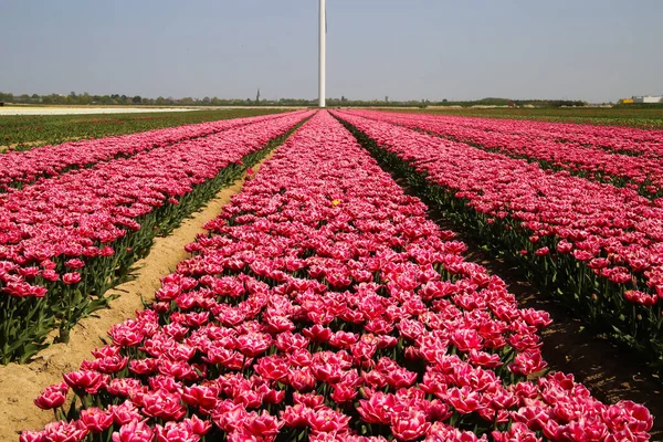 Pohled Řady Růžových Tulipánů Poli Německé Pěstitelské Farmy Nespočetnými Tulipány — Stock fotografie