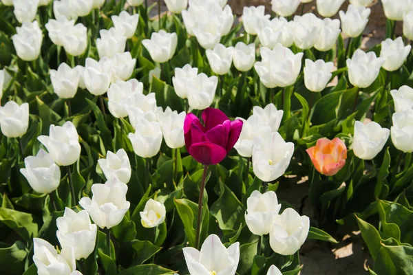 Pojedynczy Odizolowany Purpurowy Różowy Kwiat Pomiędzy Białymi Tulipanami Polu Niemieckiej — Zdjęcie stockowe