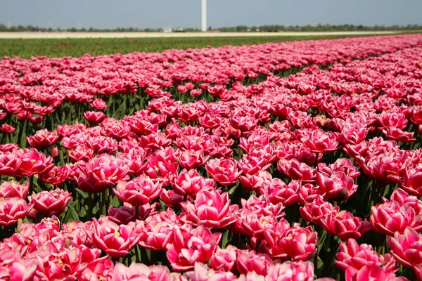 Pohled Řady Růžových Fialových Tulipánů Poli Německé Pěstitelské Farmy Nespočetnými — Stock fotografie