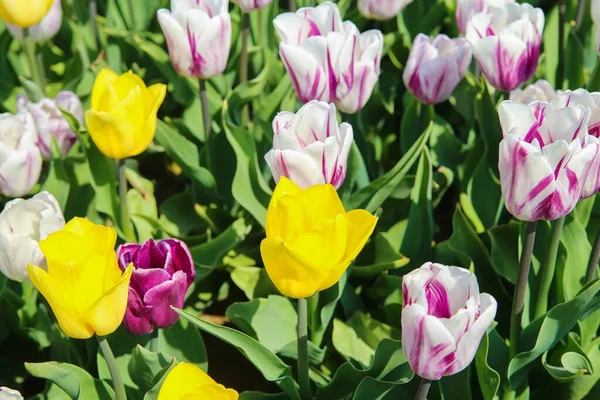 Widok Góry Kolorowe Tulipany Polach Niemieckiej Hodowli Niezliczoną Ilością Tulipanów — Zdjęcie stockowe