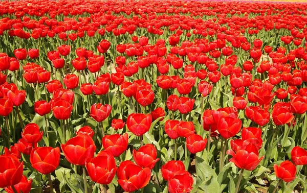 Vista Innumerevoli Tulipani Rosso Vivo Sul Campo Coltivazione Tedesca Fattoria — Foto Stock