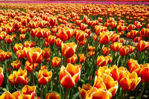 Vista Innumerevoli Tulipani Rossi Gialli Arancioni Vivaci Sul Campo Dell — Foto Stock