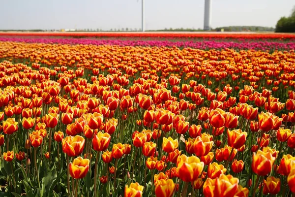 Widok Niezliczoną Ilość Jasnoczerwonych Żółtych Pomarańczowych Tulipanów Polu Niemieckiej Hodowli — Zdjęcie stockowe