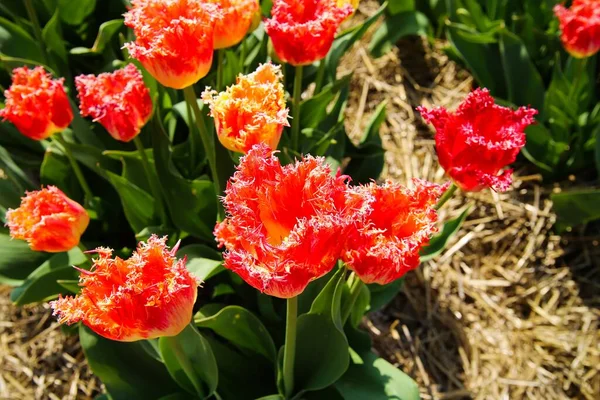 Zbliżenie Czerwonych Bulw Tulipanowych Kręconymi Frędzlami Sue Tulipa Hybrida Polu — Zdjęcie stockowe