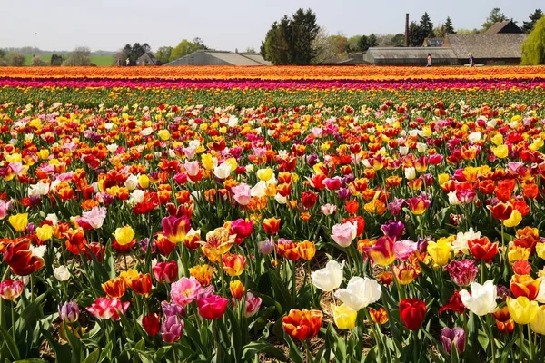 Vista Sul Campo Con Innumerevoli Tulipani Colorati Della Fattoria Coltivazione — Foto Stock