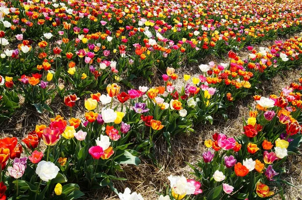 Zobacz Rzędach Kolorowych Tulipanów Polu Niemieckiej Hodowli Niezliczoną Ilością Tulipanów — Zdjęcie stockowe
