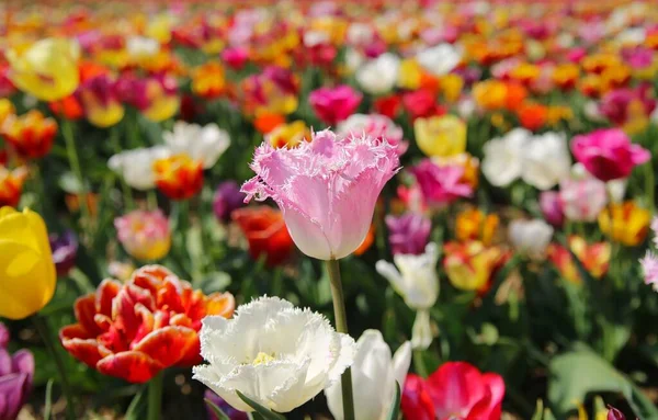Widok Polu Kolorowymi Żarówkami Tulipanowymi Skup Się Różowym Kwiatku Centrum — Zdjęcie stockowe