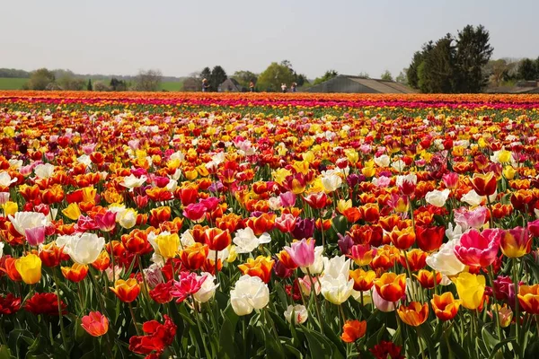 Pohled Pole Nespočetnými Barevnými Tulipány Německé Pěstitelské Farmy Grevenbroich Německo — Stock fotografie