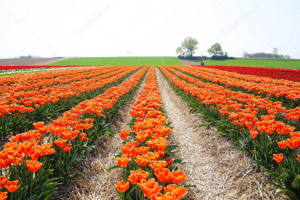View on rows of orange tulips on field of german cultivation farm with countless tulips - Grevenbroich, Germany