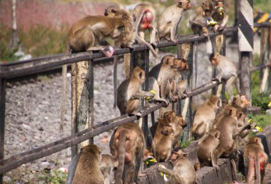 Maymunlar gezegeni - Tayland 'ın Lopburi kentindeki bir demiryolu istasyonunda oturan büyük bir maymun grubu (Macaca fascicularis)